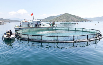 Phát triển nghề cá gắn với kinh tế biển “xanh”