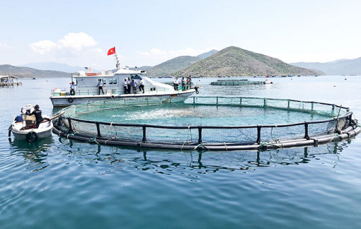 Phát triển nghề cá gắn với kinh tế biển “xanh”