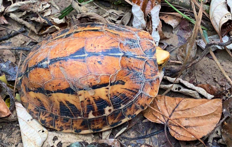 Tiếp nhận và thả cá thể rùa hộp trán vàng quý hiếm về rừng