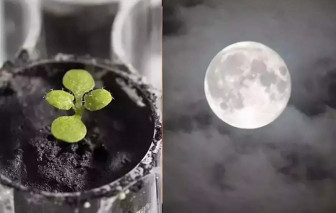 Clip: NASA gieo mầm thành công trên đất lấy từ mặt trăng