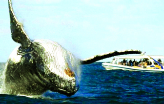 Ngắm cá voi ở Mirissa