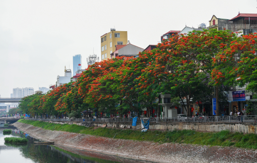 Ngắm hàng phượng vĩ “rực lửa” bên bờ sông Tô Lịch