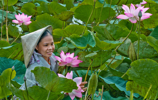 TPHCM và 13 tỉnh, thành miền Tây Nam bộ bàn giải pháp phát triển du lịch nông nghiệp