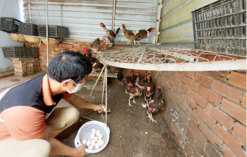 Lo ngại dịch bệnh vì phong trào nuôi gia cầm trên sân thượng