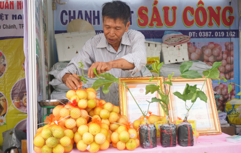 Chanh ngọt, cây giống "độc"... từ các tỉnh tụ về TPHCM