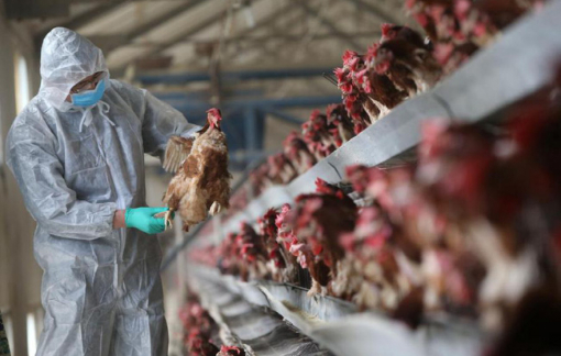 Phó thủ tướng Lê Văn Thành: Không để bùng phát dịch bệnh cúm gia cầm ở Việt Nam