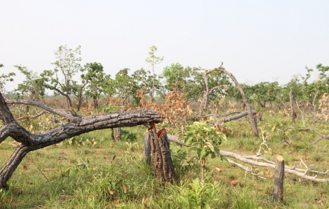 Vụ phá gần 400ha rừng tại Đắk Lắk: Cảnh cáo hai lãnh đạo xã
