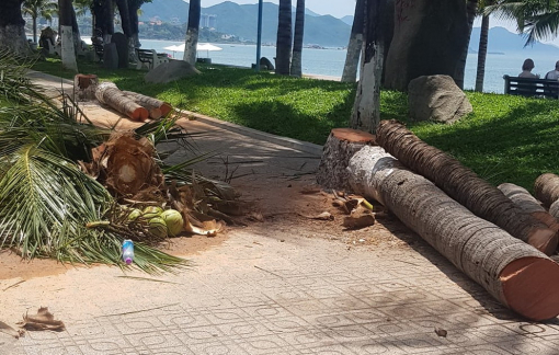 Người dân tiếc nuối khi hàng dừa ven biển Nha Trang bị đốn hạ