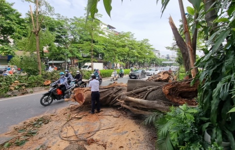 Hà Nội: Cành đa cổ thụ 10m gãy chắn ngang đường Võ Chí Công