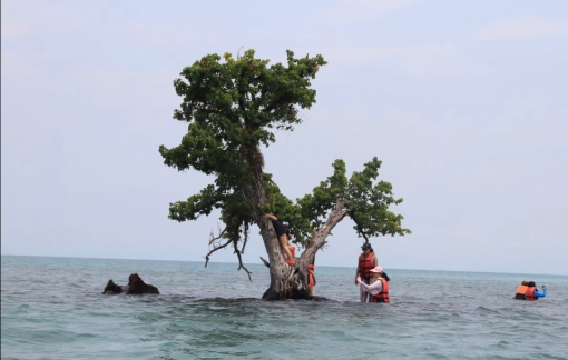 Cây quý giữa biển oằn mình vì bị du khách đu chụp hình, Thái Lan lên chiến dịch "giải cứu"