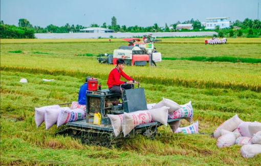 Xây dựng đề án 1 triệu hecta trồng lúa chất lượng cao tại ĐBSCL