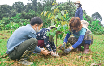 Manulife cùng khách hàng trồng rừng, hướng tới một tương lai bền vững