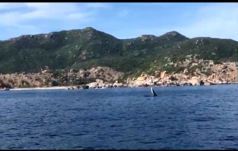 Clip: Cá voi xuất hiện trên biển Khánh Hòa