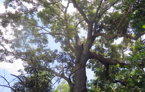 Phú Yên bảo tồn cấp thiết loài cây đặc hữu chai lá cong