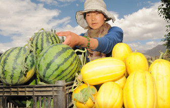 Trung Quốc: Nông dân mua nhà bằng dưa hấu, tỏi, đào