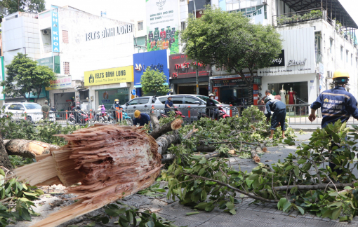 Cây dầu gãy nhánh, rơi đè trúng xe máy, 3 người thoát chết trong gang tấc