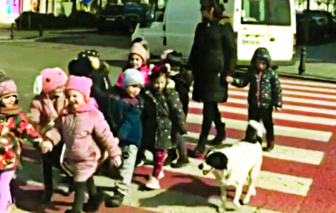 Chú chó hoang giúp đưa học sinh qua đường mỗi ngày