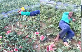 Dân nghèo Nghệ An khóc nghẹn khi bị kẻ xấu  liên tiếp phá hoại hoa màu