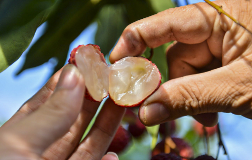 Vải thiều không hạt cháy hàng