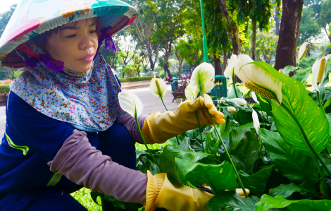 Những nữ công nhân lặng thầm làm đẹp mảng xanh thành phố