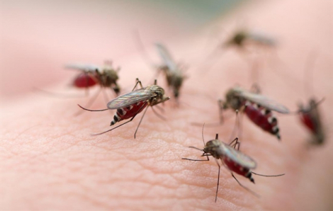 Sở Y tế TPHCM kêu gọi người dân phản ảnh nơi có nguy cơ phát sinh dịch sốt xuất huyết