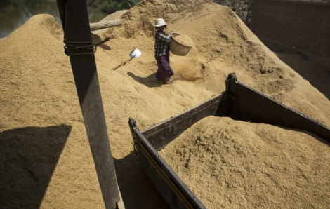 Giá lúa gạo châu Á có thể tăng nhanh trong thời gian tới
