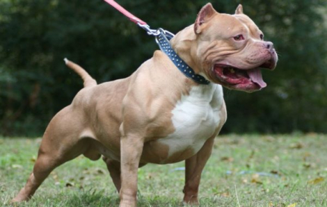 Hàng xóm đánh nhau, xua chó Pitbull và Becgie tấn công đối thủ