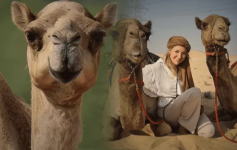 Trường dạy cưỡi lạc đà đầu tiên dành cho phụ nữ ở Dubai