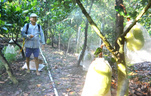 Nông dân bỏ lúa đổ xô đi trồng mít