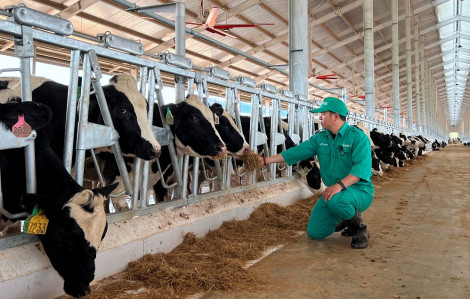 Vinamilk nhập đàn bò sữa 1.000 con từ Mỹ về Trang trại bò sữa Lao-Jagro tại Lào