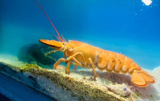 Viện Hải dương học tiếp nhận 1 con tôm hùm màu vàng cam hiếm gặp