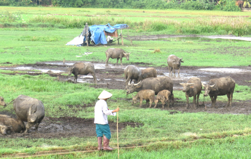 Nuôi trâu trên cánh đồng bồi thường 11 tỷ