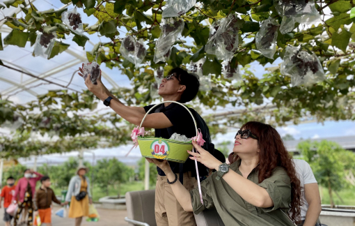 Bán nho ngay trên cây, Suối Tiên khiến khách du lịch thích thú