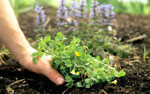 12 cách loại bỏ cỏ dại trong vườn