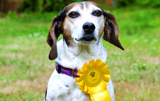 Chú chó “trốn nhà” đi thi và đoạt giải