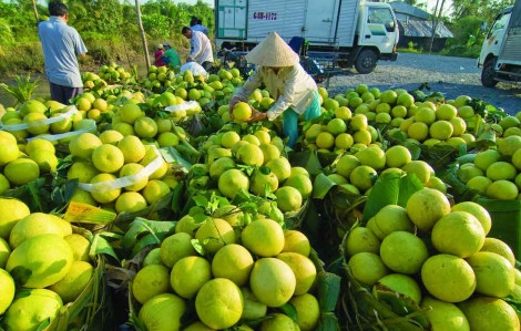 Ngân hàng vẫn ngại cho các hợp tác xã vay tiền