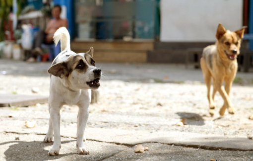 Đừng để chó dữ gây họa
