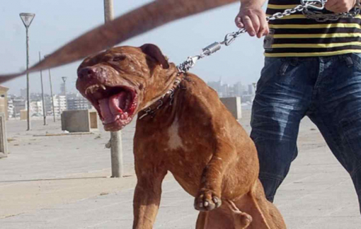 Chó pitbull - Thú cưng hay "sát thủ" đáng sợ?
