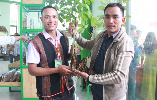 Cận cảnh củ sâm 20 năm tuổi giá 900 triệu đồng