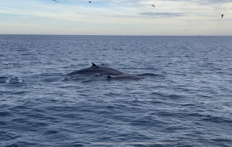 Cận cảnh cá voi xanh ngụp lặn ngay trước mắt du khách