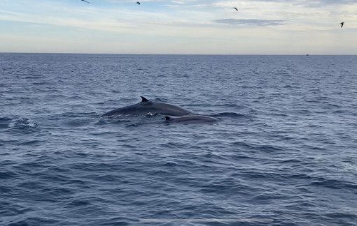 Cận cảnh cá voi xanh ngụp lặn ngay trước mắt du khách