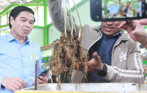Giải bài toán để sâm Ngọc Linh thành hiện thực của giấc mơ tỷ đô