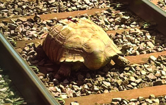 Nhiều chuyến tàu bị hủy để cứu một chú rùa
