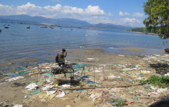 Phú Yên: Hàng chục ngàn con tôm hùm, cá mú trên vịnh Xuân Đài chết bất thường