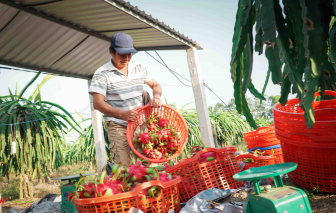 Xuất khẩu rau quả tiếp tục giảm