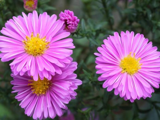 10 loại hoa nên trồng từ cuối hè để có khu vườn mùa thu rực rỡ