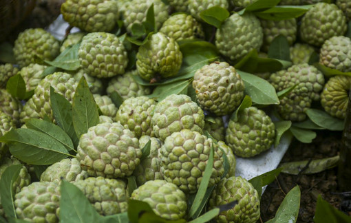 Na Chi Lăng được mùa, được giá