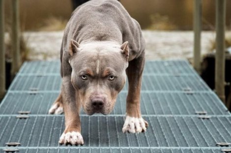 Chó Pitbull cắn chết chủ nhà 64 tuổi