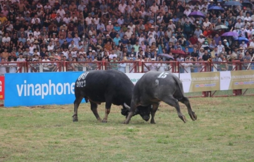 Thông tin chính thức về việc trâu chọi Đồ Sơn “bị tiêm thuốc kích thích”