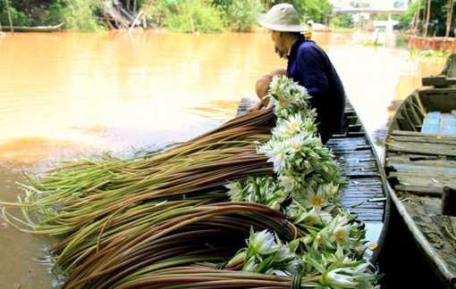 Còn thương rau dại miệt đồng…